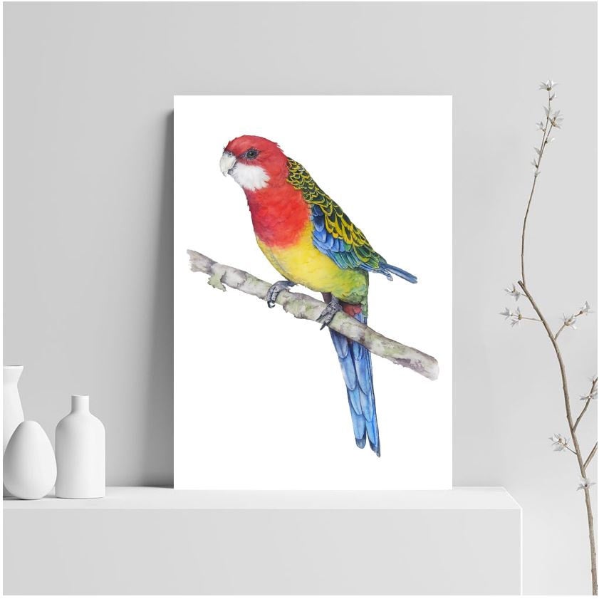 Eastern Rosella Watercolour Print | Tracy Hughes - Artist